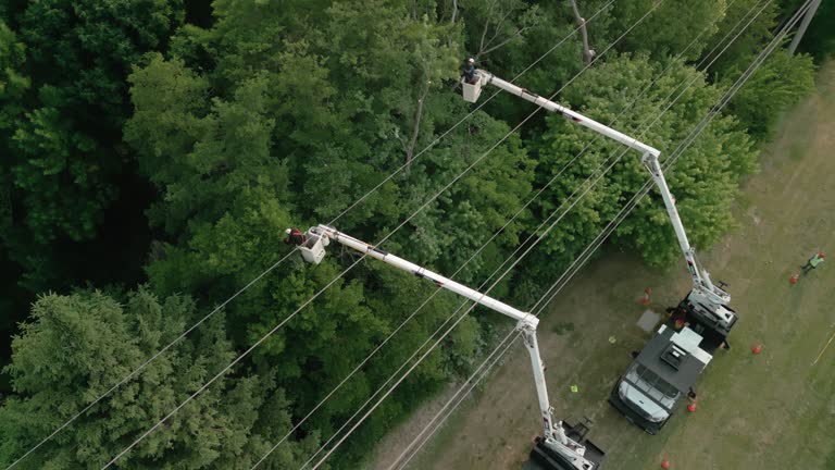 Best Storm Damage Tree Cleanup  in East Farmingdale, NY